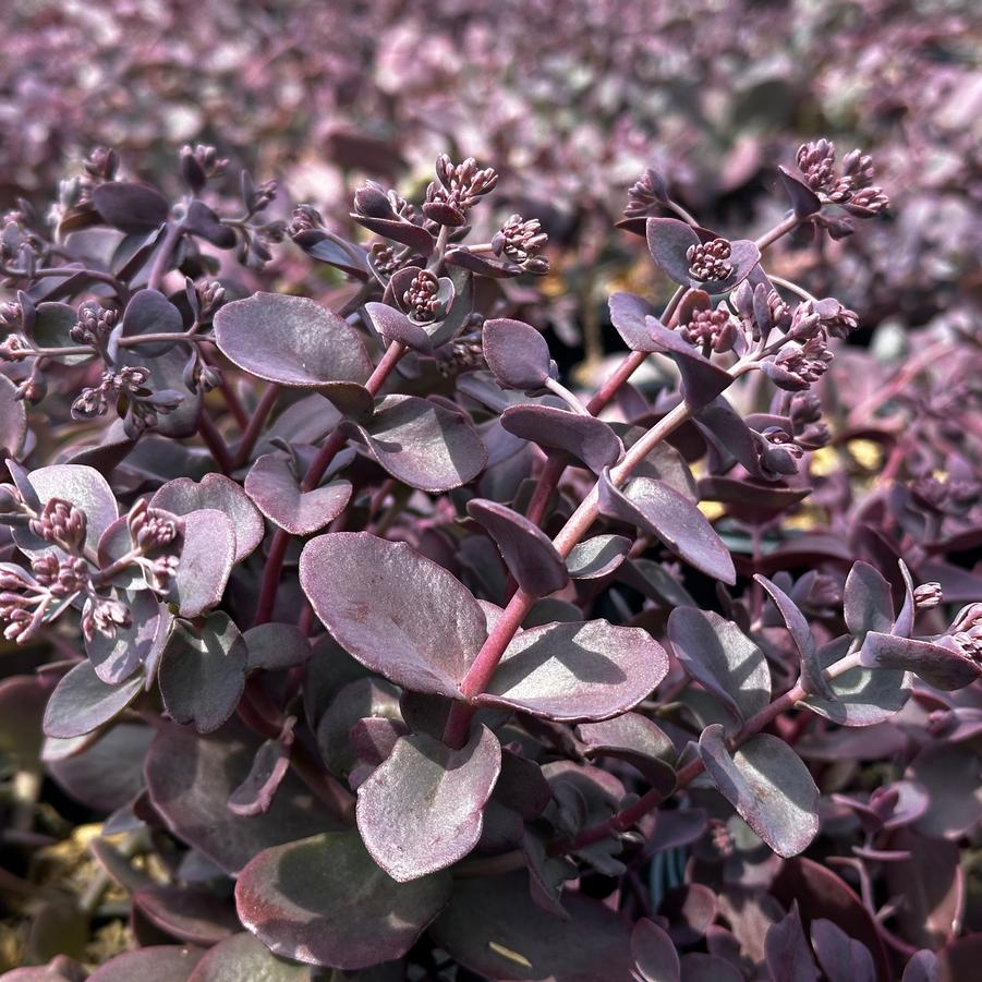 Sedum x Sunsparkler® 'Cherry Tart' - Stonecrop from Pleasant Run Nursery