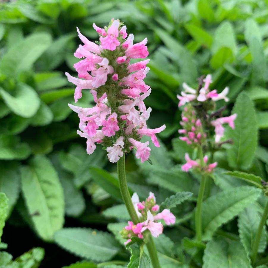 Stachys x 'Summer Crush' - Betony from Pleasant Run Nursery