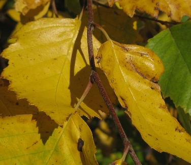 Betula nigra Heritage&reg;