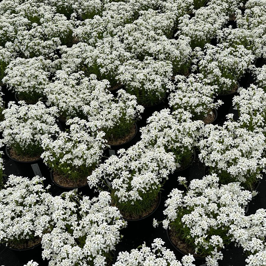 Iberis sempervirens Snowsation&trade;