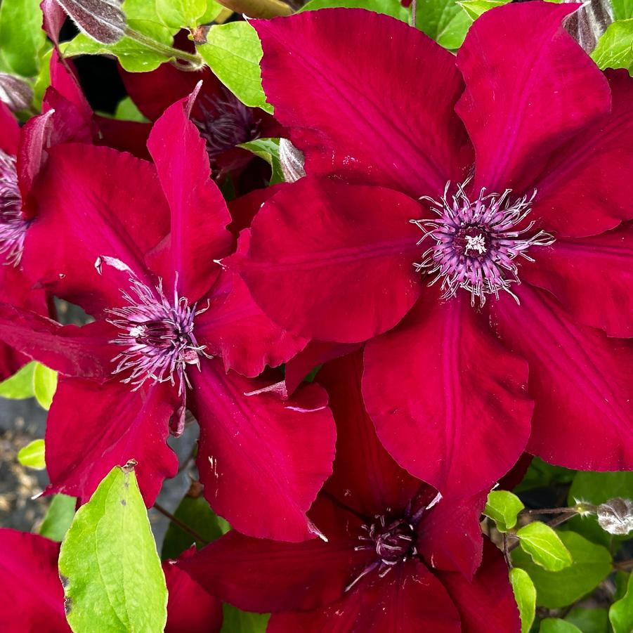 Clematis Nubia&trade;