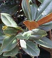 Magnolia grandiflora 'D.D. Blanchard' - Southern Magnolia