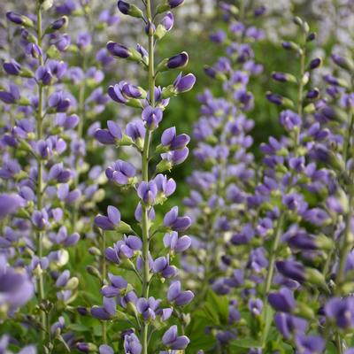 Baptisia x Decadence® 'Blue Bubbly' - False Indigo (Photo: Walter's Gardens, Inc.)