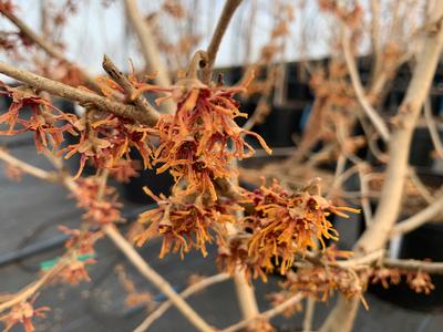 Hamamelis vernalis Woodland Joy&trade;