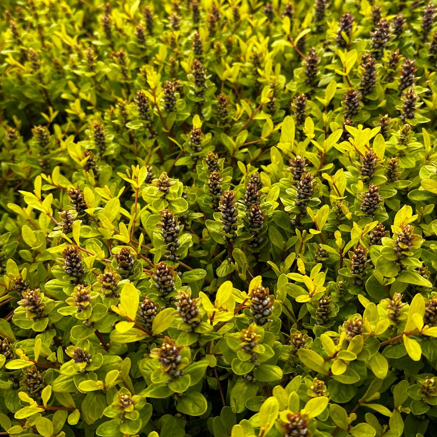 Ajuga tenorei Feathered Friends 'Cordial Canary' - Bugleweed from Pleasant Run Nursery