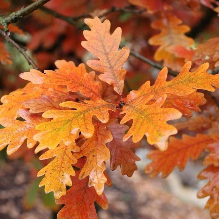 Quercus x bimondorum Streetspire&reg;