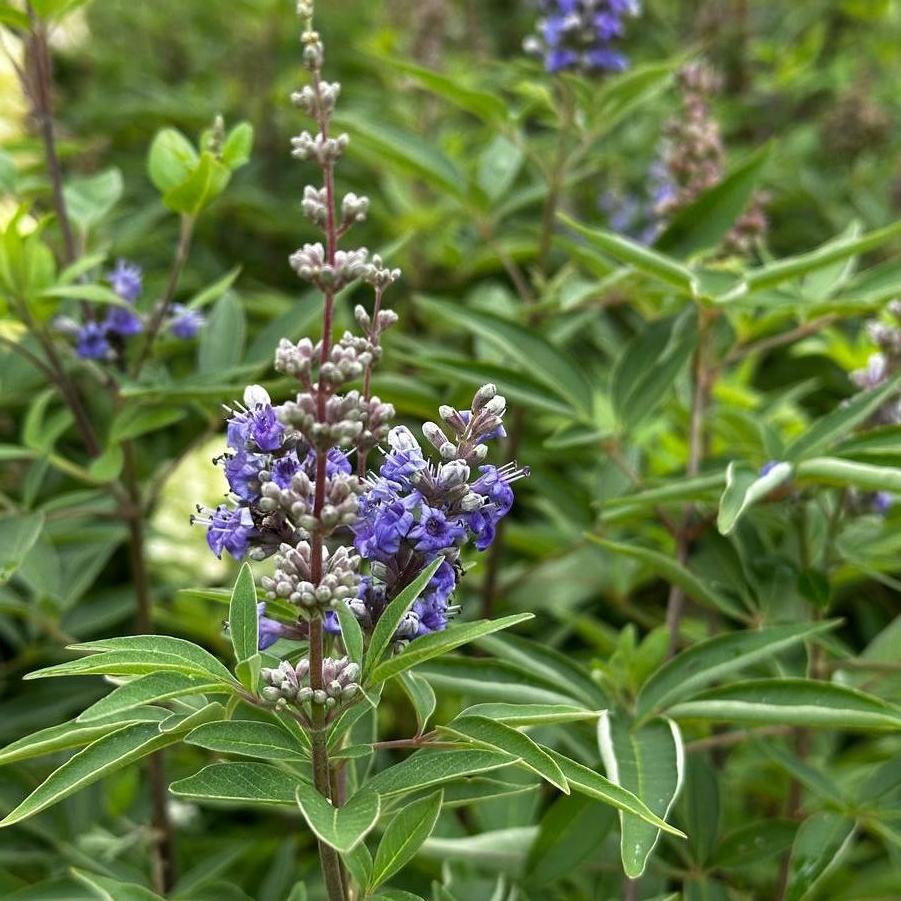 Vitex agnus-castus Blue Diddley&reg;