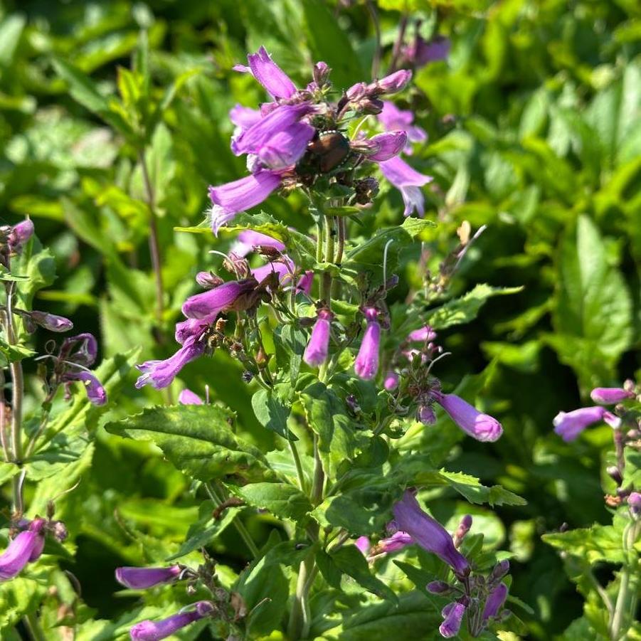 Penstemon smallii 