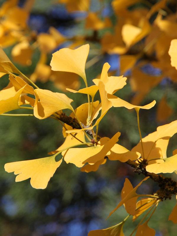 Ginkgo biloba 'Princeton Sentry®' - Maidenhair Tree 
