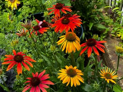 Echinacea purpurea 'Cheyenne Spirit' - Coneflower from Pleasant Run Nursery