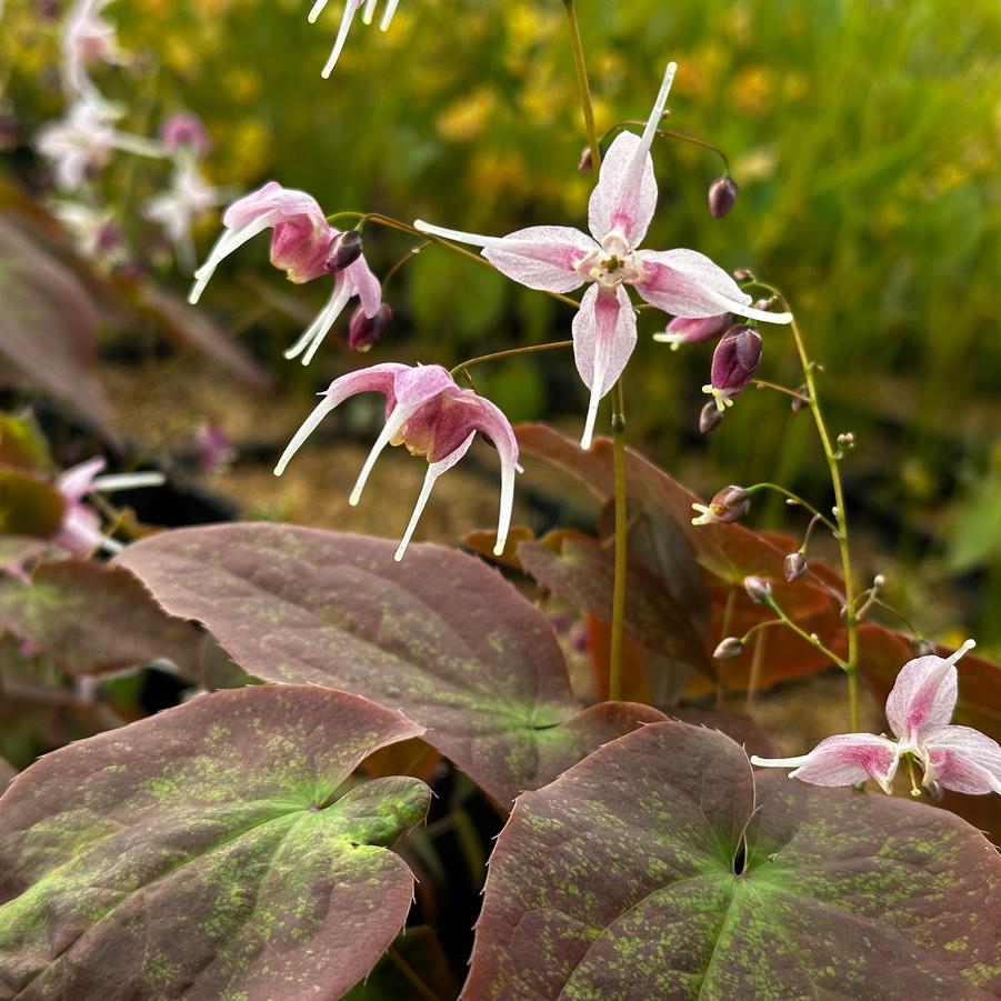 Epimedium grandiflorum 'Pretty in Pink' - Barrenwort from Pleasant Run Nursery