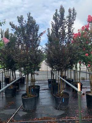 Lagerstroemia 'Thunderstruck™ White Lightning™' - Crapemyrtle from Pleasant Run Nursery