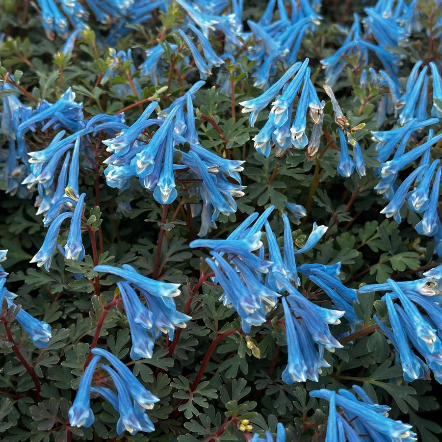 Corydalis 'Blue Heron' - Corydalis from Pleasant Run Nursery