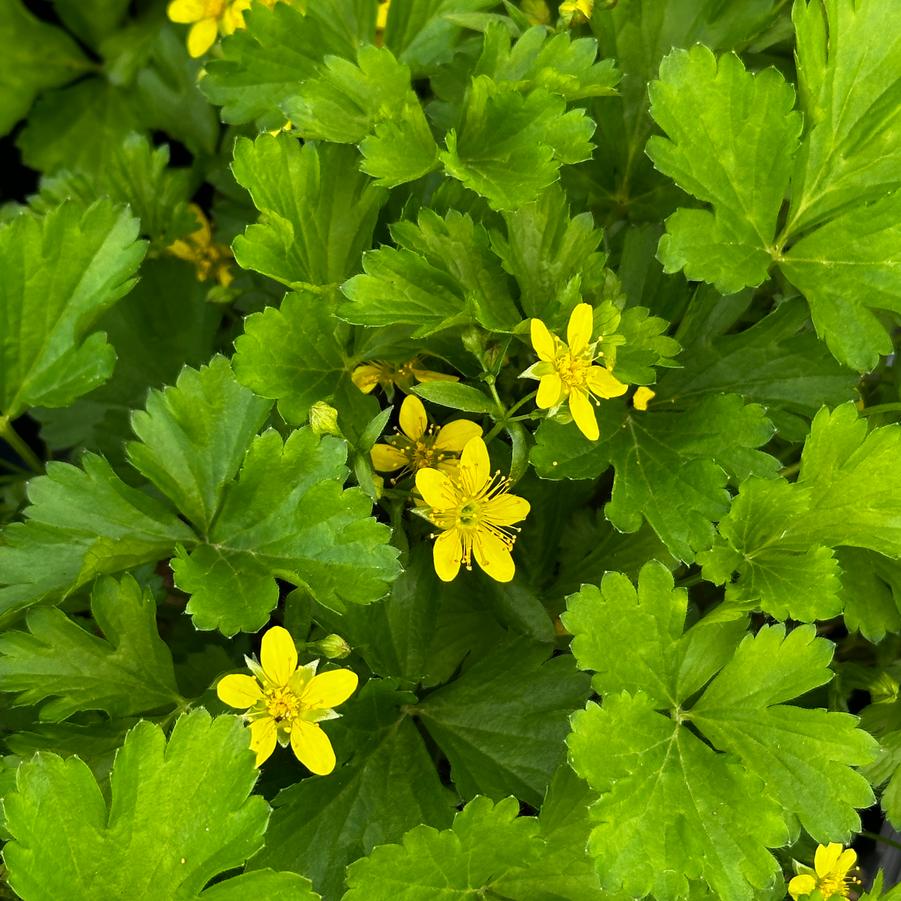 Geum (Waldsteinia) fragarioides - Barren Strawberry from Pleasant Run Nursery
