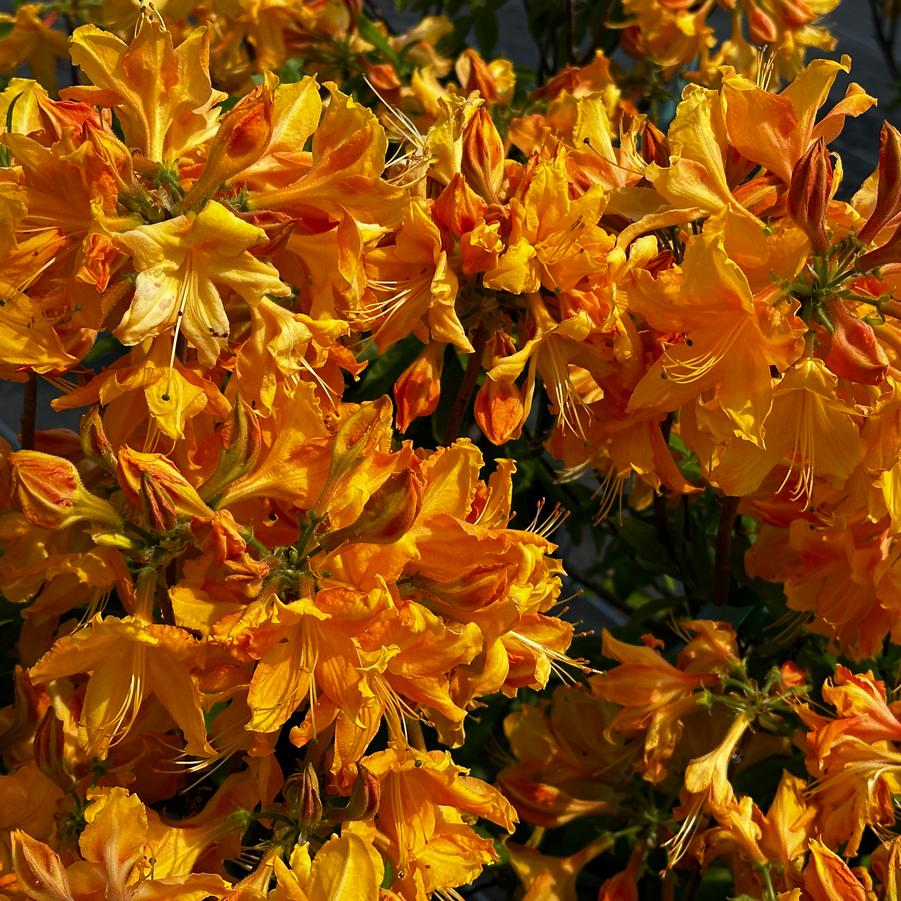 Rhododendron Northern Lights™ Golden Lights
