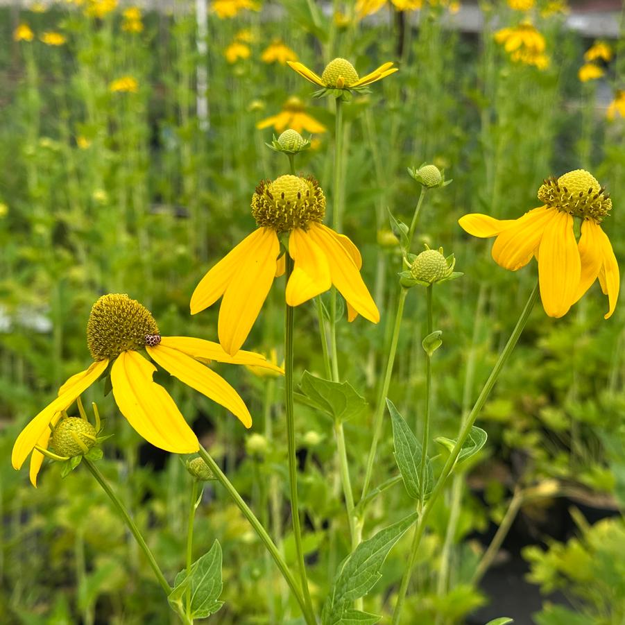 Rudbeckia laciniata 
