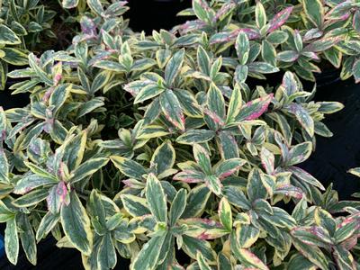 Phlox divaricata 'Blue Ribbons' - Woodland Phlox from Pleasant Run Nursery