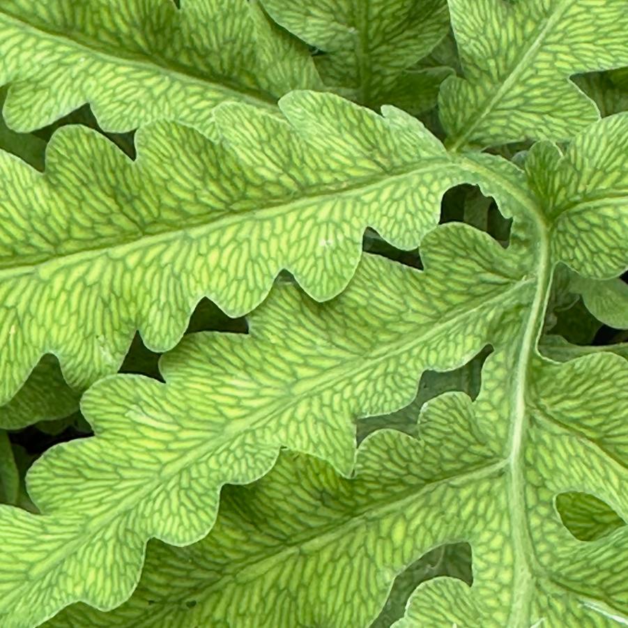 Onoclea sensibilis - Sensitive Fern from Pleasant Run Nursery