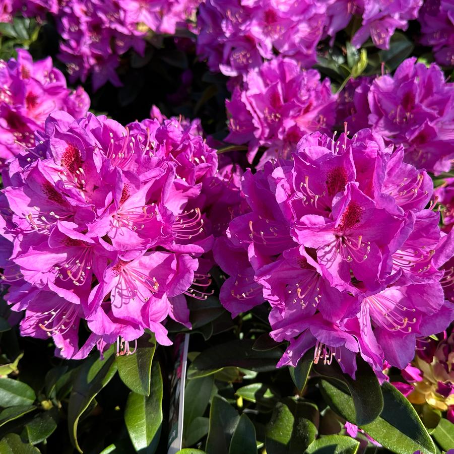 Rhododendron x 'Anah Kruschke' - Rhododendron from Pleasant Run Nursery