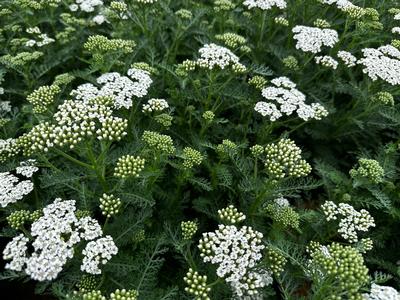 Achillea millefolium New Vintage™ White
