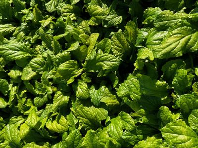 Ajuga x 'Tropical Toucan' - Bugleweed from Pleasant Run Nursery