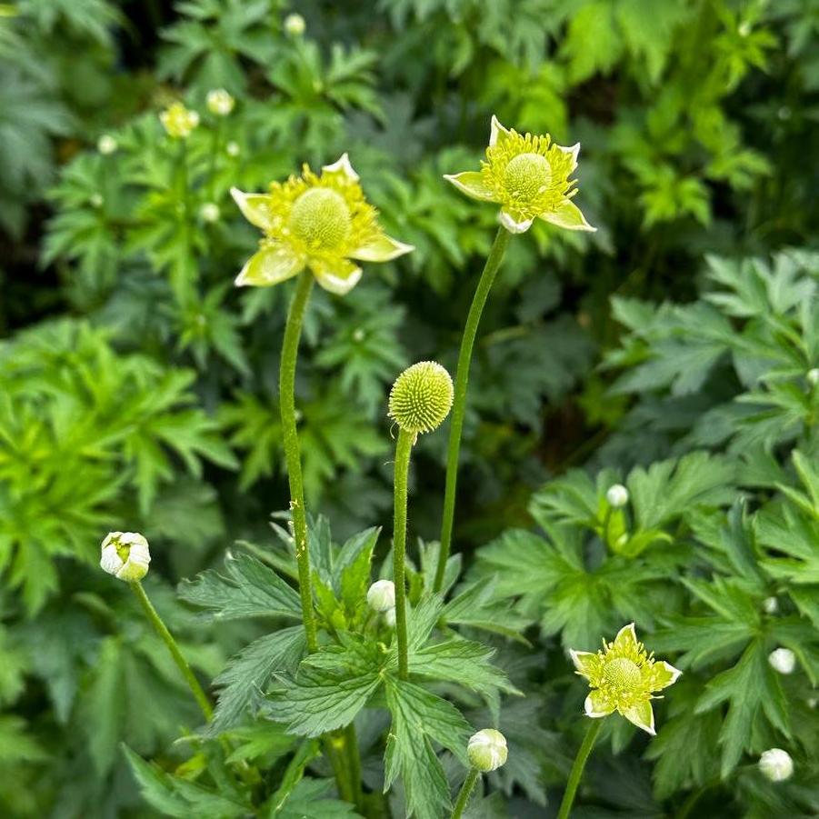 Anemone virginiana 