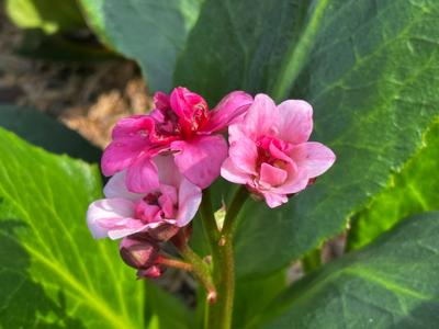 Bergenia x Dragonfly® 'Sakura' - Pigsqueak from Pleasant Run Nursery