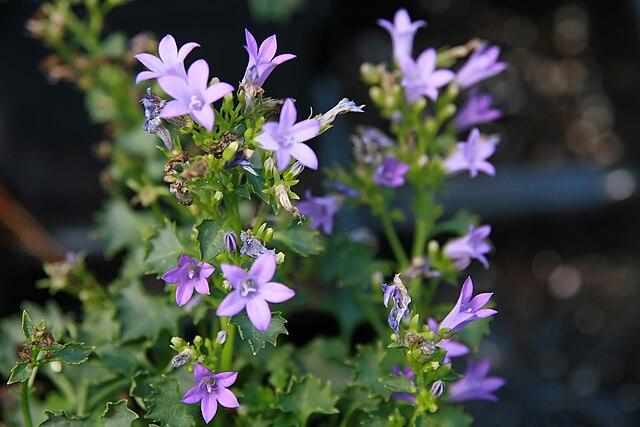 Campanula portenschlagiana 'Birch Hybrid' - Serbian Bellflower 