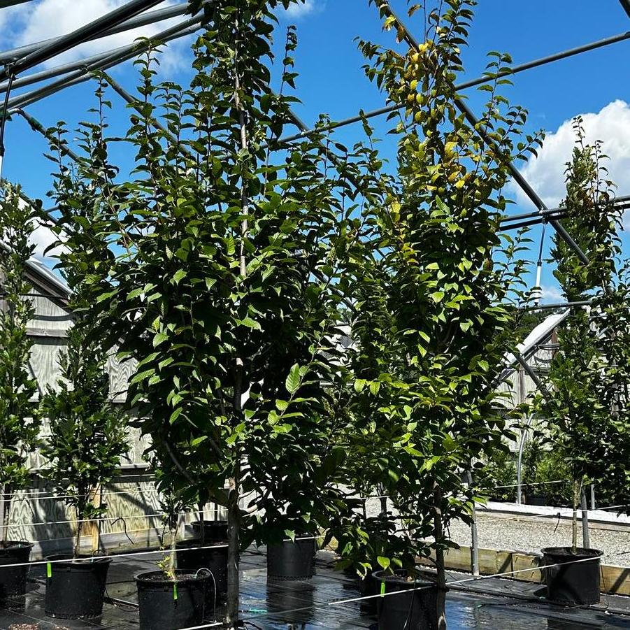 Carpinus caroliniana Fire King&trade;