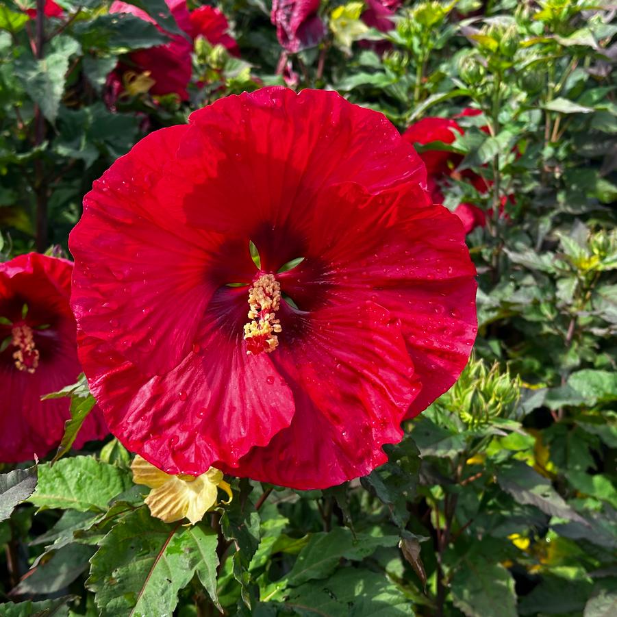 Hibiscus x Summerific® Valentine's Crush