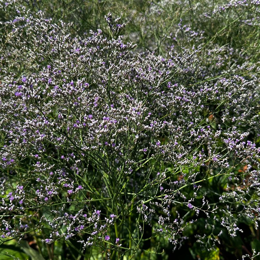 Limonium latifolium - Sea Lavender from Pleasant Run Nursery