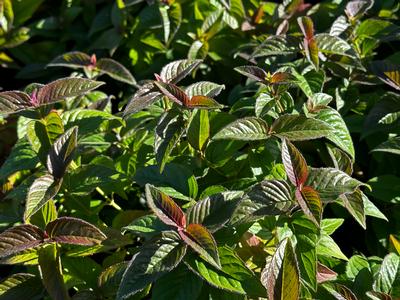 Monarda bradburiana 'Midnight Oil' - Eastern Bee Balm from Pleasant Run Nursery