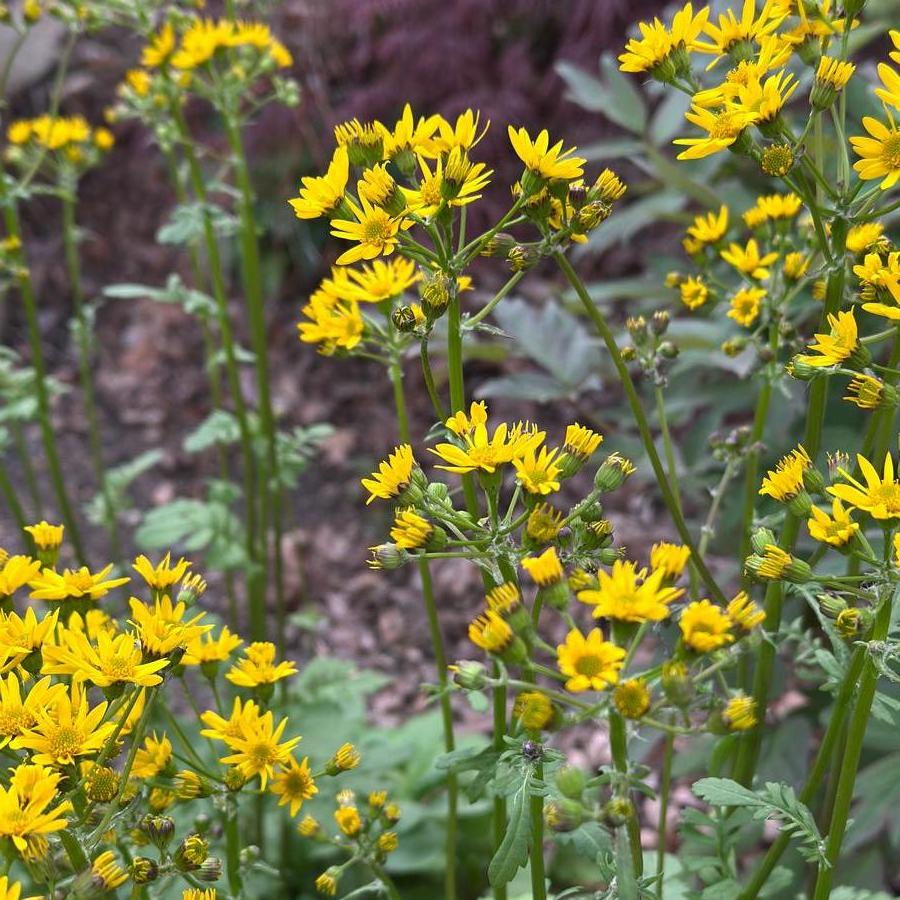 Packera obovata - Golden Groundsel from Pleasant Run Nursery