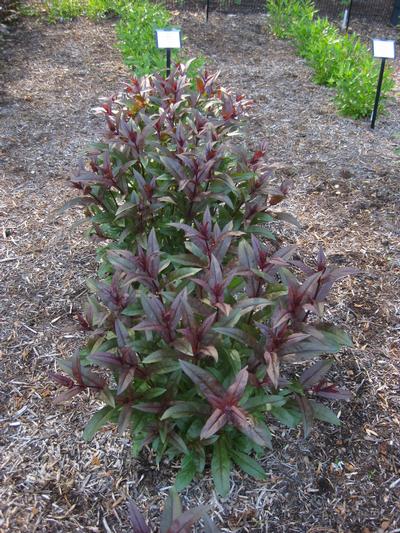Penstemon calycosus - Beardtongue from Pleasant Run Nursery (fall color)
