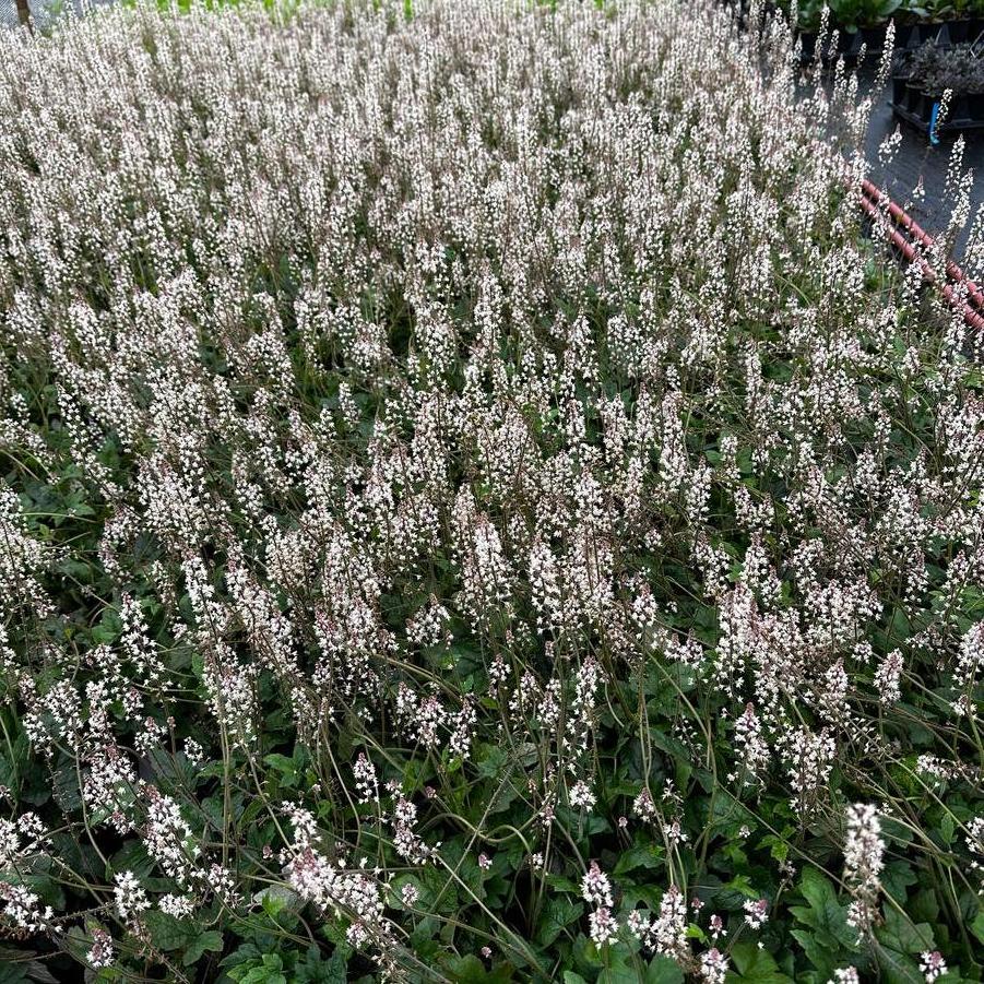 Tiarella cordifolia - Foamflower from Pleasant Run Nursery