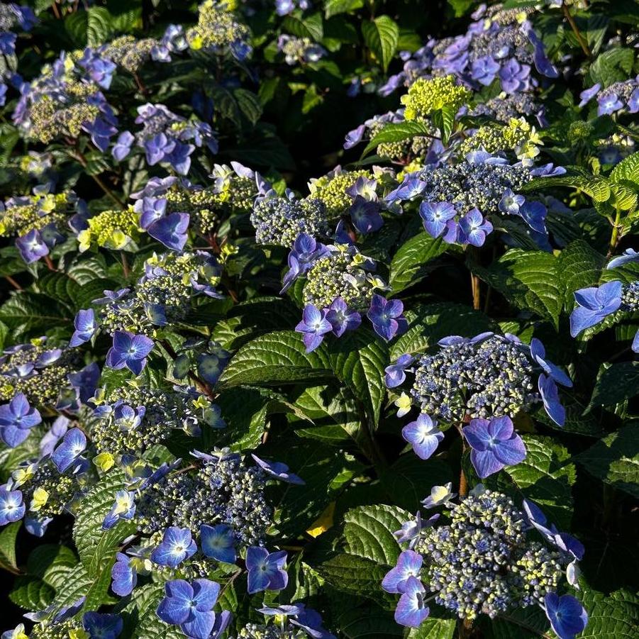 Hydrangea macrophylla Endless Summer® Pop Star™