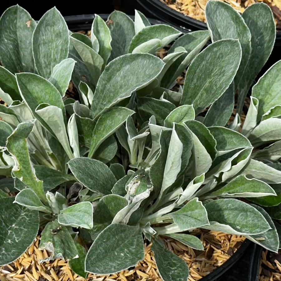 Antennaria plantaginifolia 