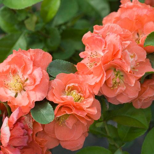 Chaenomeles speciosa Double Take® 'Peach' - Floweringquince from Proven Winners