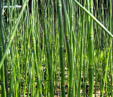 Equisetum hyemale - Horsetail from Pleasant Run Nursery