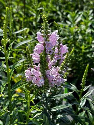 Physostegia virginiana - Obedient Plant from Pleasant Run Nursery