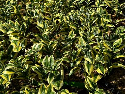 Polygonatum odoratum 'Angel Wing' - Soloman's Seal from Pleasant Run Nursery
