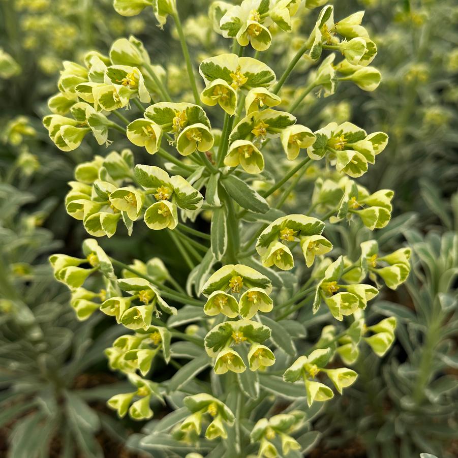 Euphorbia characias ssp. wulfenii SAHARA™ 'Glacier Blue' - Spurge from Pleasant Run Nursery