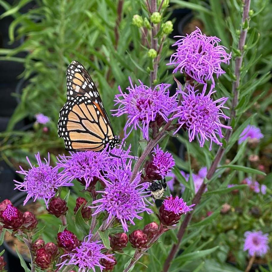 Liatris scariosa 