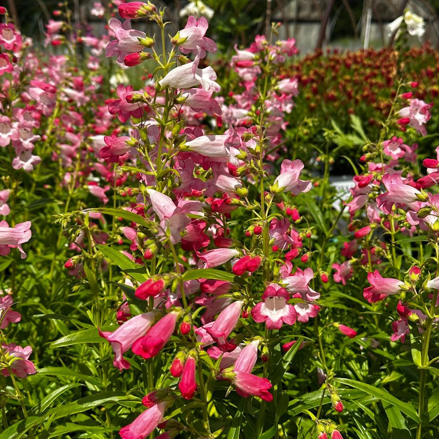 Penstemon x 'Flock of Flamingos' - Beardtongue from Pleasant Run Nursery