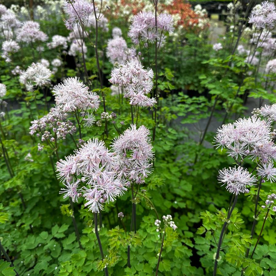 Thalictrum aquilegifolium NIMBUS™ Pink