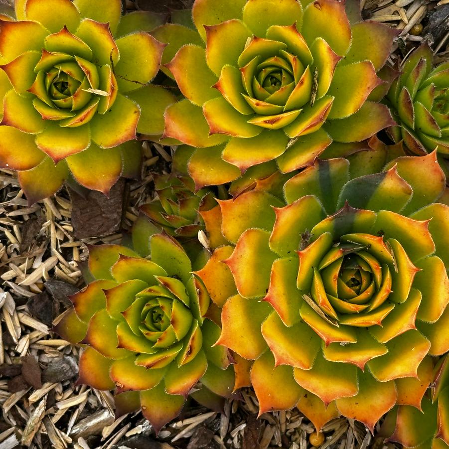 Sempervivum Chick Charms® Gold Nugget