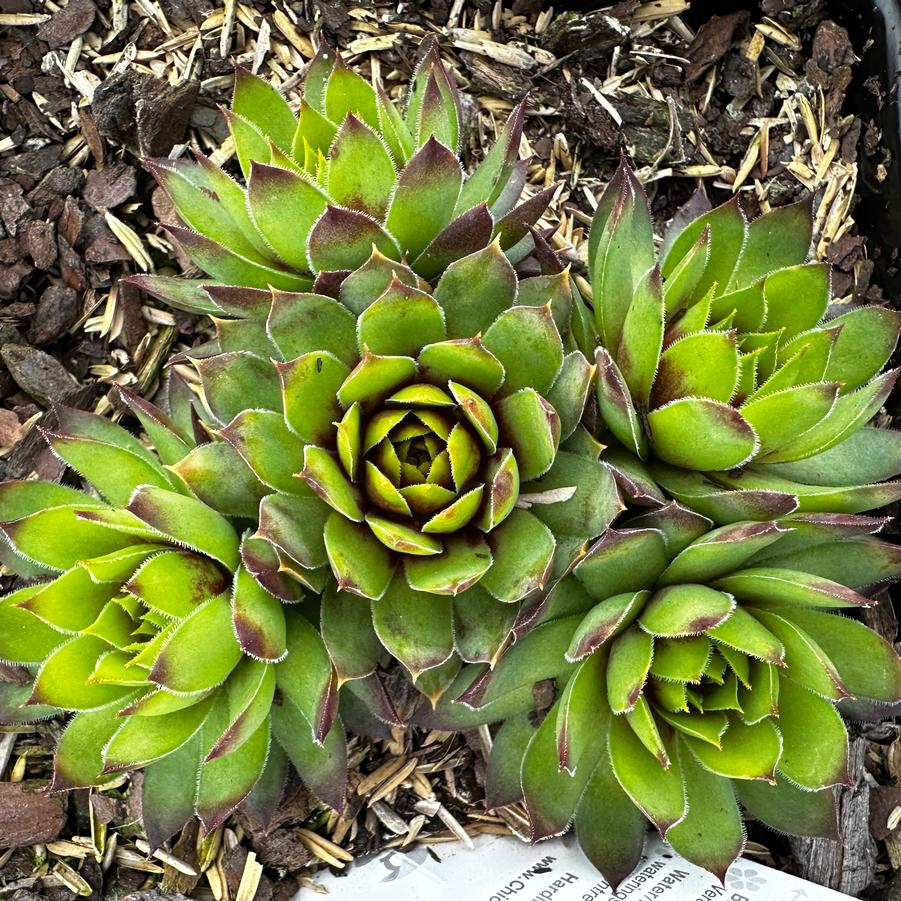Sempervivum Chick Charms® Gold Rush