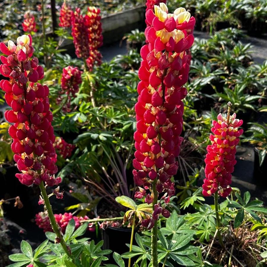 Lupinus polyphyllus Westcountry™ Tequila Flame