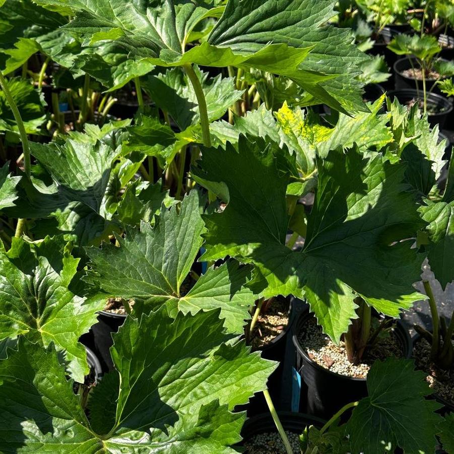 Ligularia japonica Tractor Seat