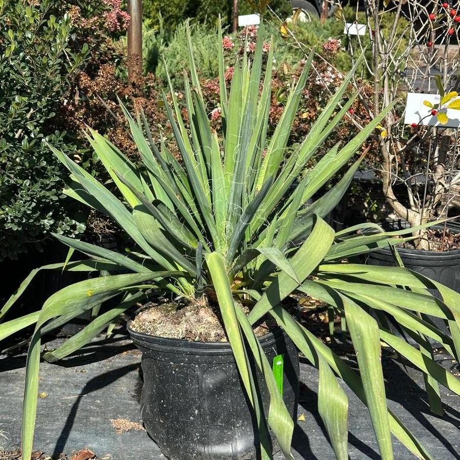 Yucca filamentosa 